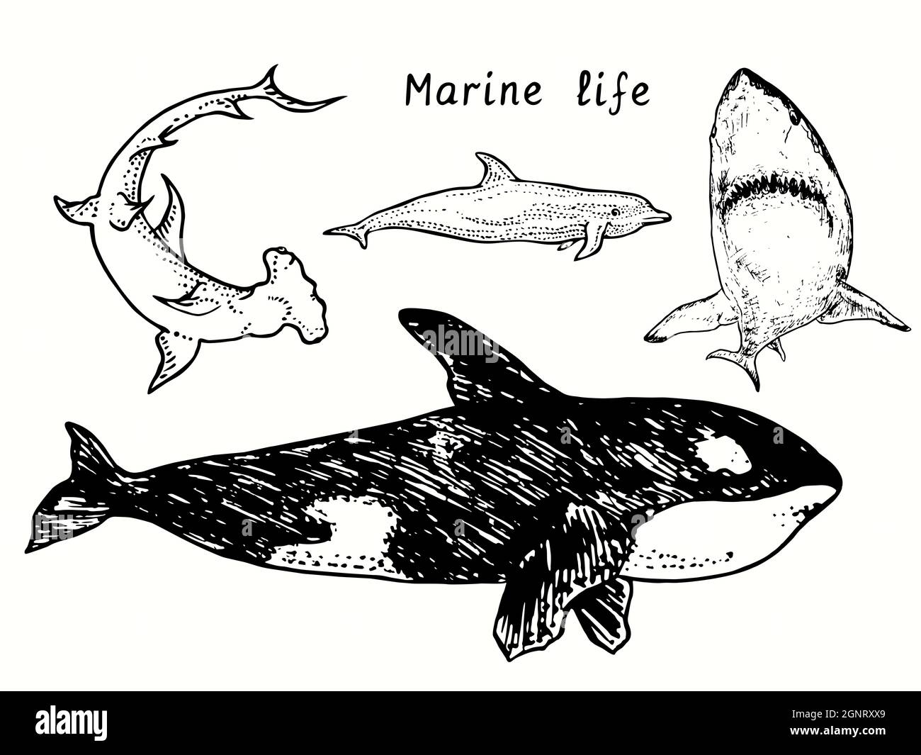Collection de la vie marine, Grand requin-tête, Orca, dauphin à bottlenose, Grand requin blanc Carcharodon carcharias .Encreur noir et blanc Banque D'Images