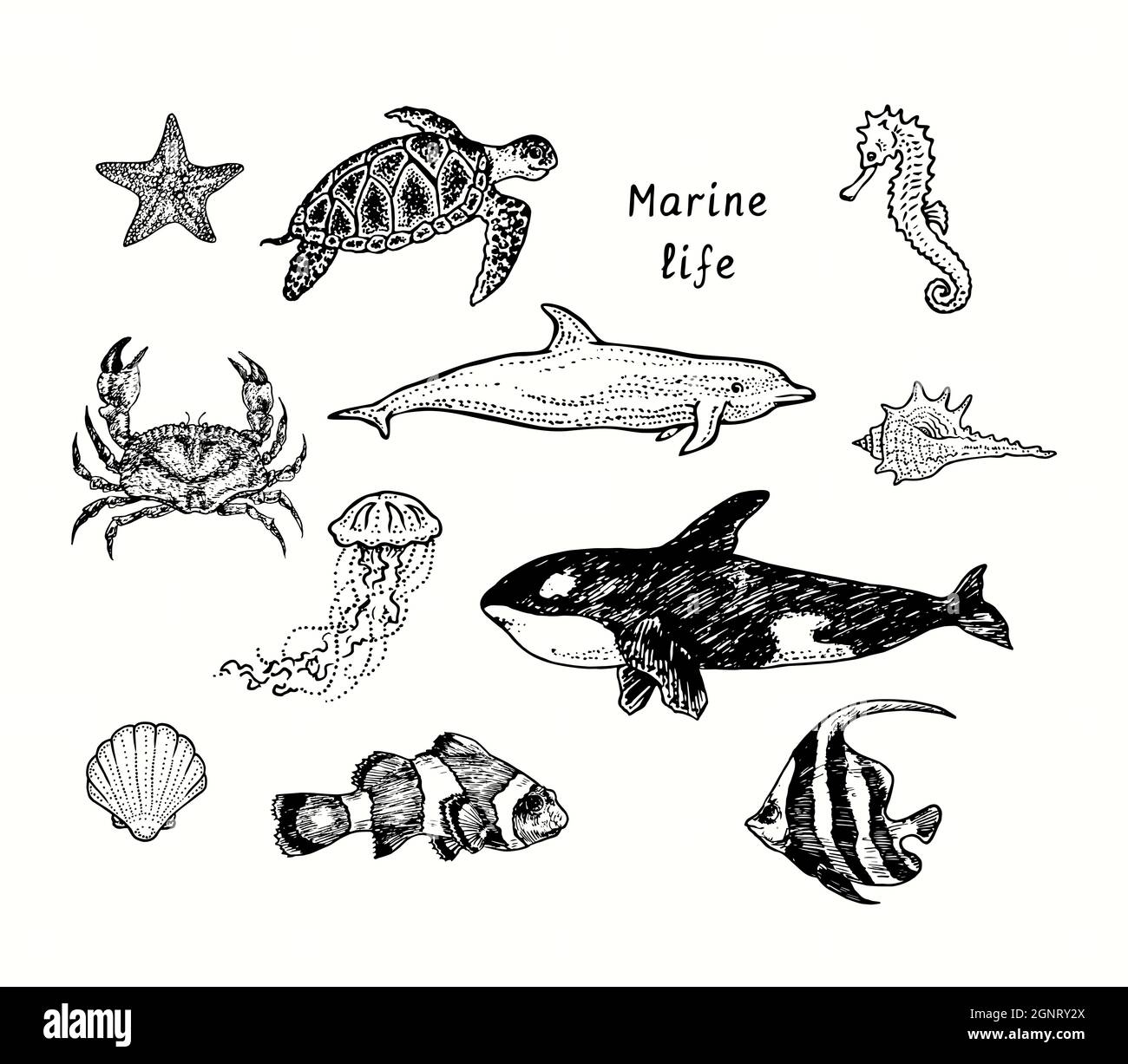 Collection de vie marine,Sea star,Sea Turtle Chelonioidea,Crab,Orca, dauphin à bottlenose, méduses, hippocampe, coquillages,Clownfish, école de bannerfish Banque D'Images