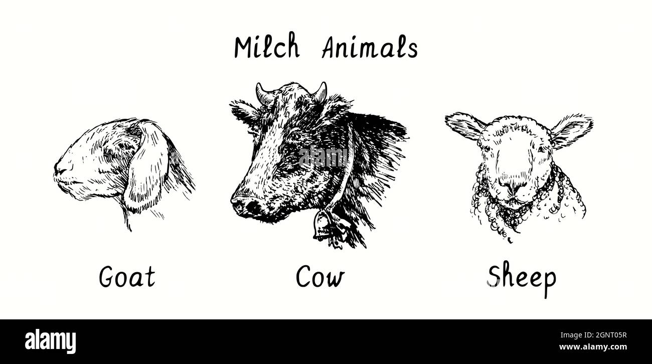 Collection d'animaux de Milch, chèvre, vache, têtes de mouton. Illustration de dessin noir et blanc Banque D'Images