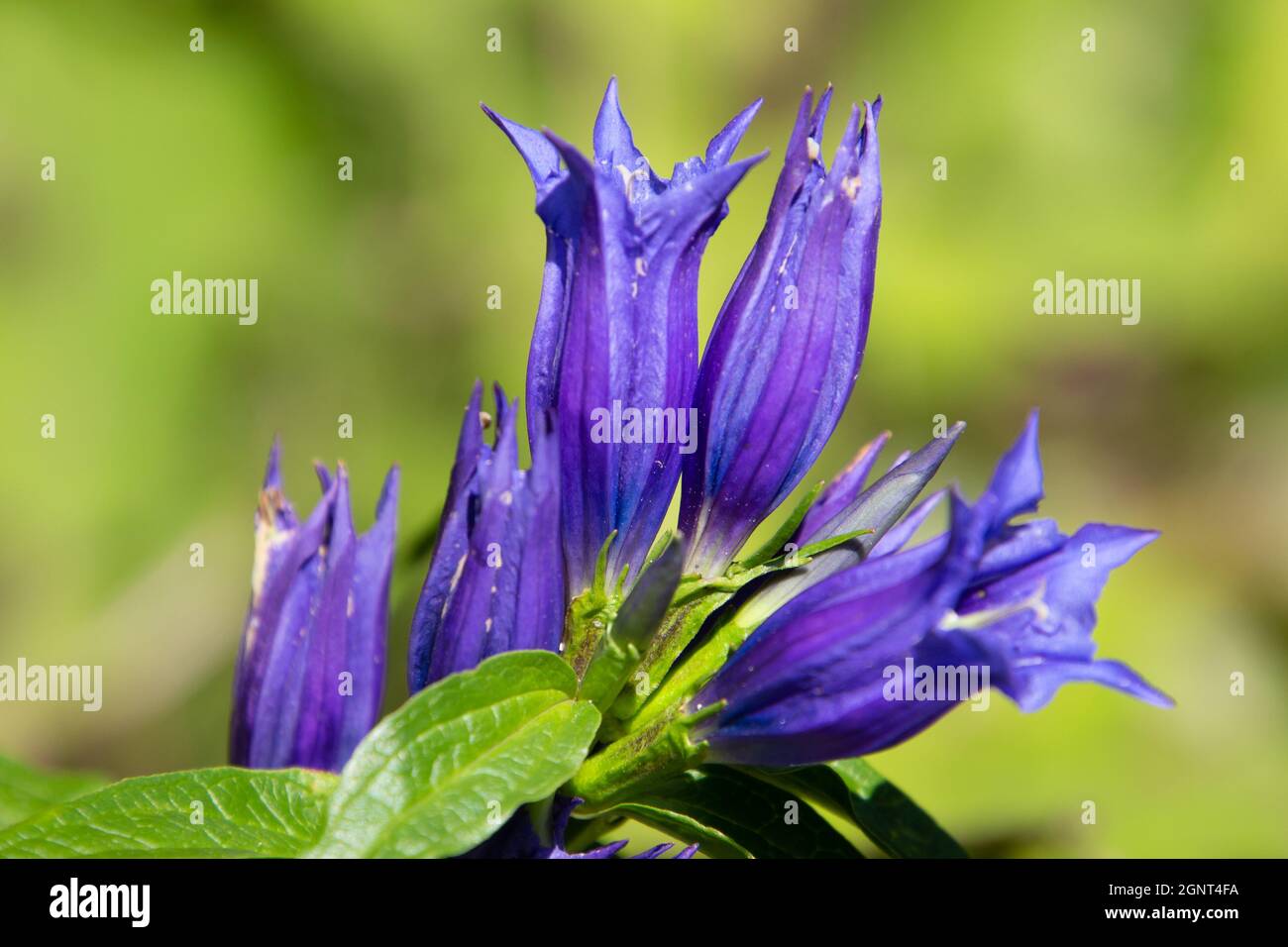 Gros plan de fleurs bleues de Willow Gentian, également appelé Gentiana asclepiadea Banque D'Images