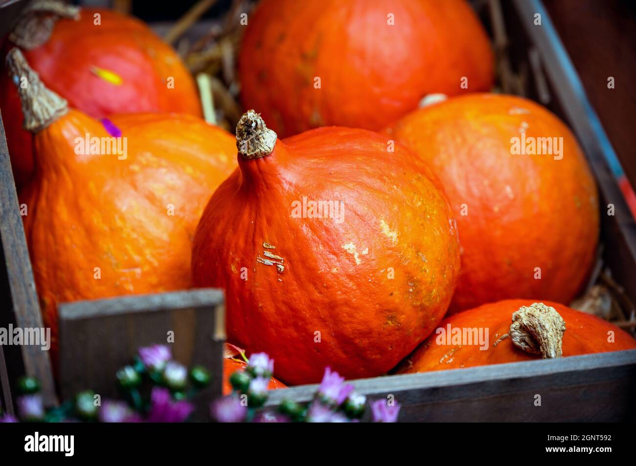 Différentes citrouilles orange couchés sur de la paille dans une boîte en bois Banque D'Images