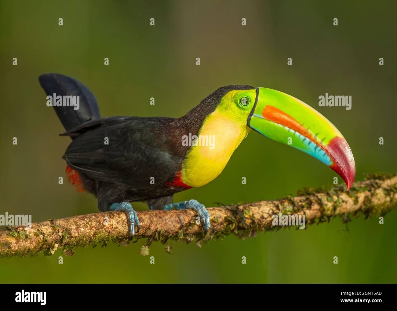 Toucan Costa Rica Banque D Image Et Photos Alamy