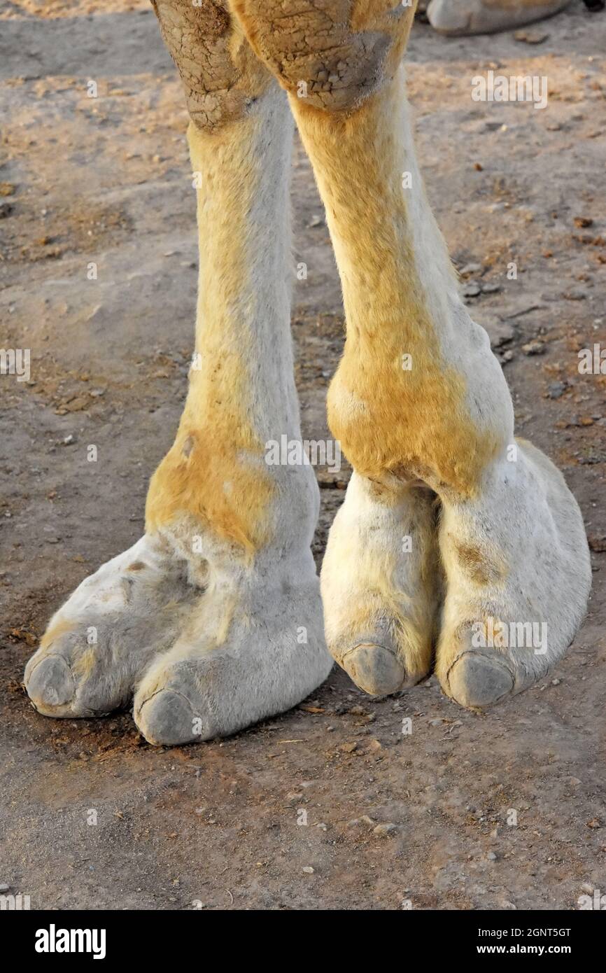 Gros plan sur la jambe Camel Banque D'Images