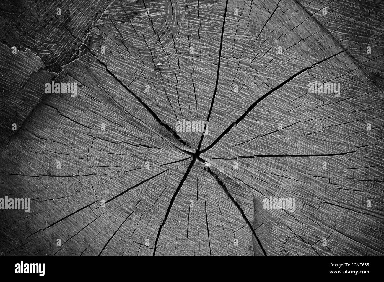 Gros plan noir et blanc photo de la coupe transversale d'un grand tronc d'arbre. Banque D'Images