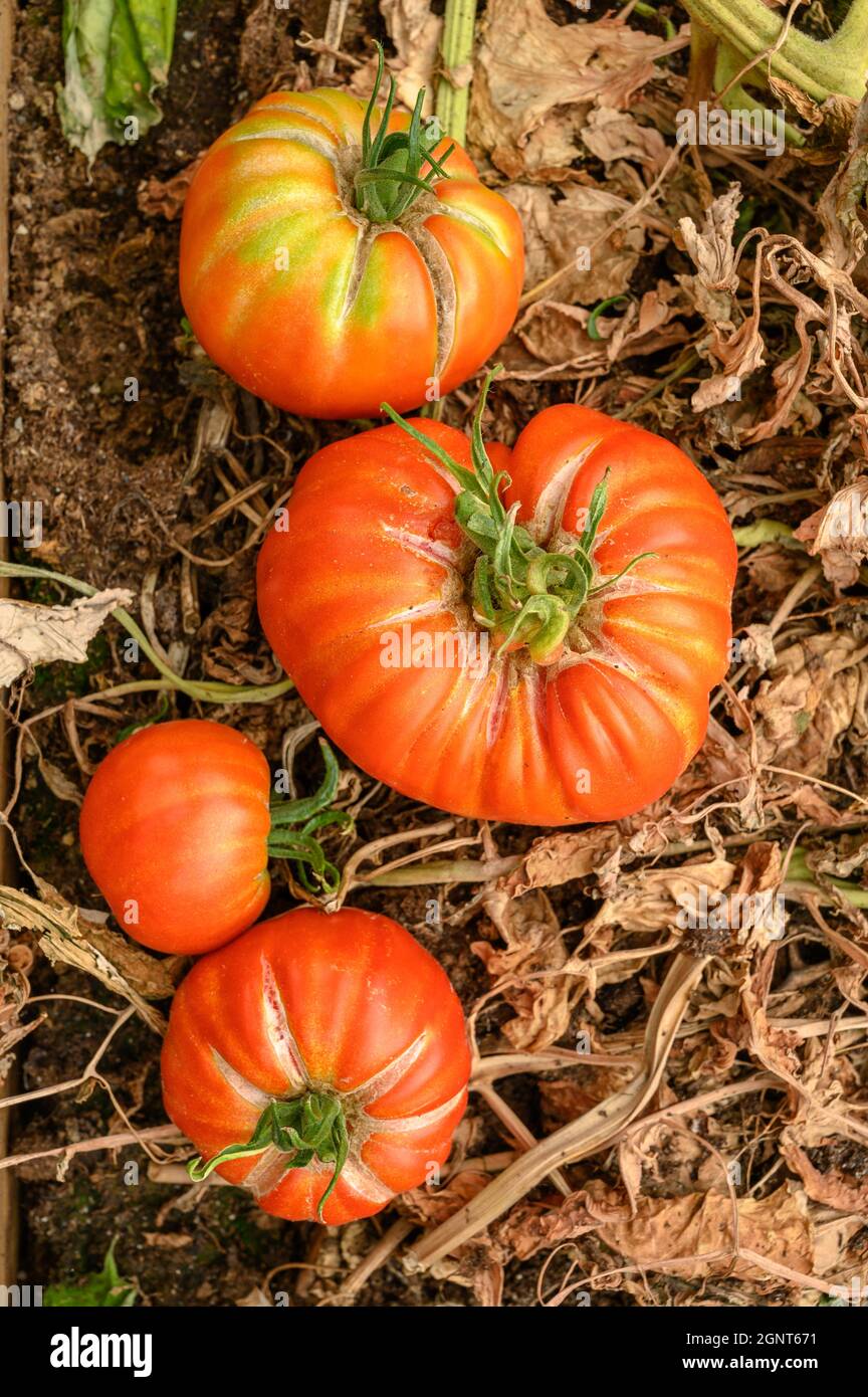 Tomates mûres fraîchement cueillies, également appelées tomates du patrimoine, de différentes tailles sur un lit de tomates à l'intérieur d'une grande serre. Banque D'Images
