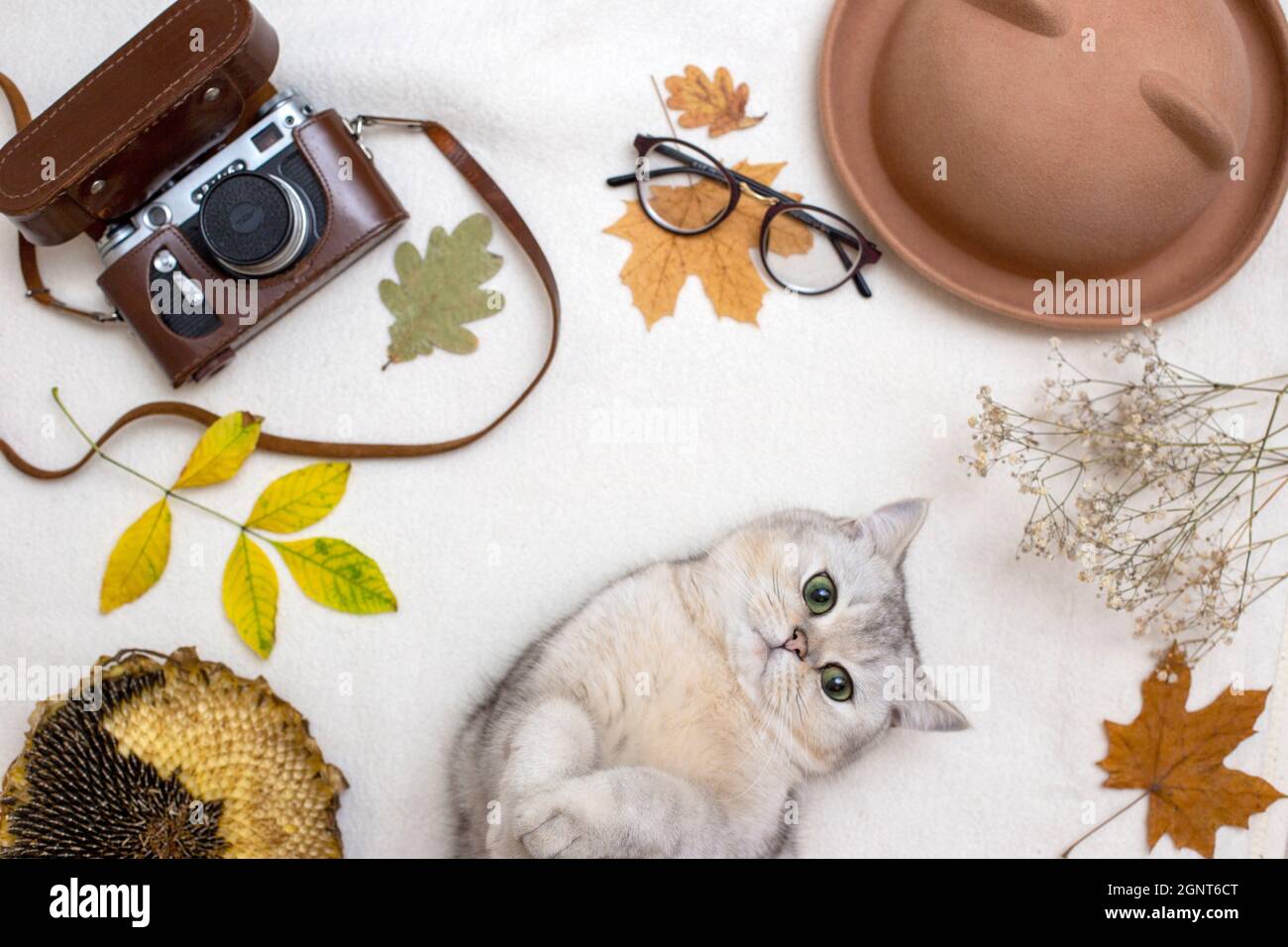 Sunflower Cat Banque De Photographies Et D Images A Haute Resolution Alamy Sunflower Cat Banque De Photographies Et D Images A Haute Resolution Alamy