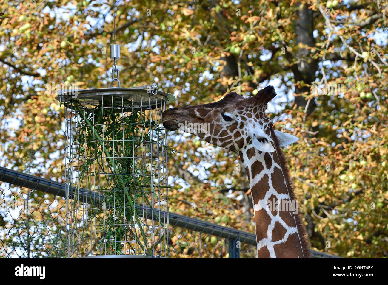 Vienne, Autriche. Zoo de Schönbrunn à Vienne. Girafe réticulée (Giraffa camelopardalis reticulata) Banque D'Images