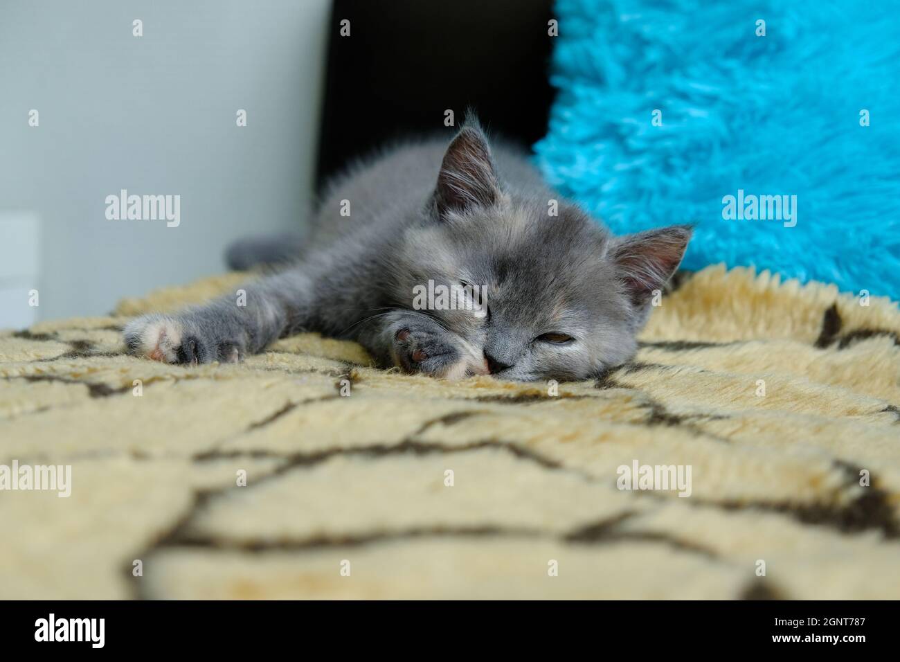 Gros plan d'un petit chat crémeux de Shorthair britannique qui se couche sur le canapé Banque D'Images