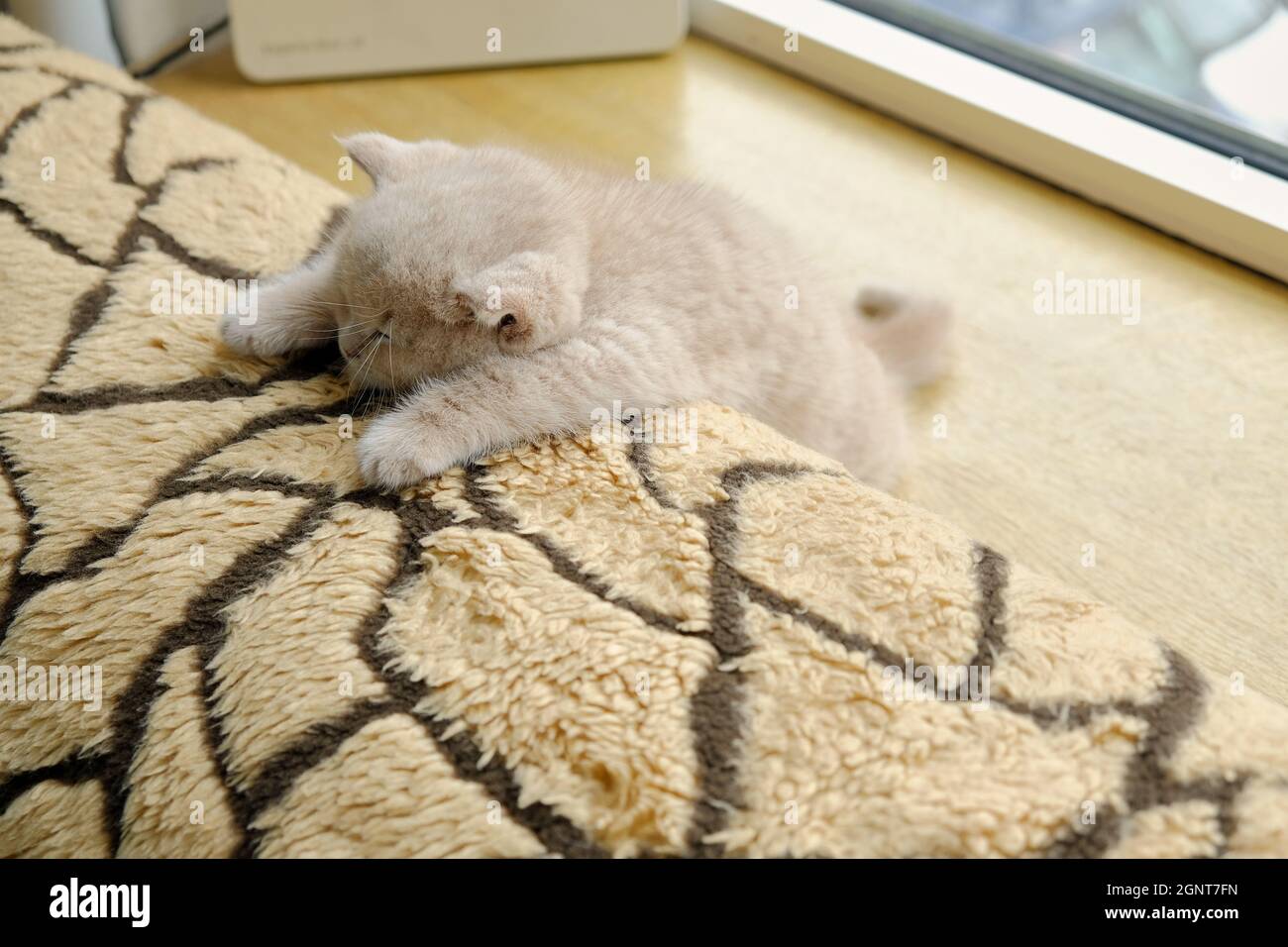 Gros plan d'un petit chat de Shorthair britannique qui se nait sur le canapé dans une position amusante Banque D'Images