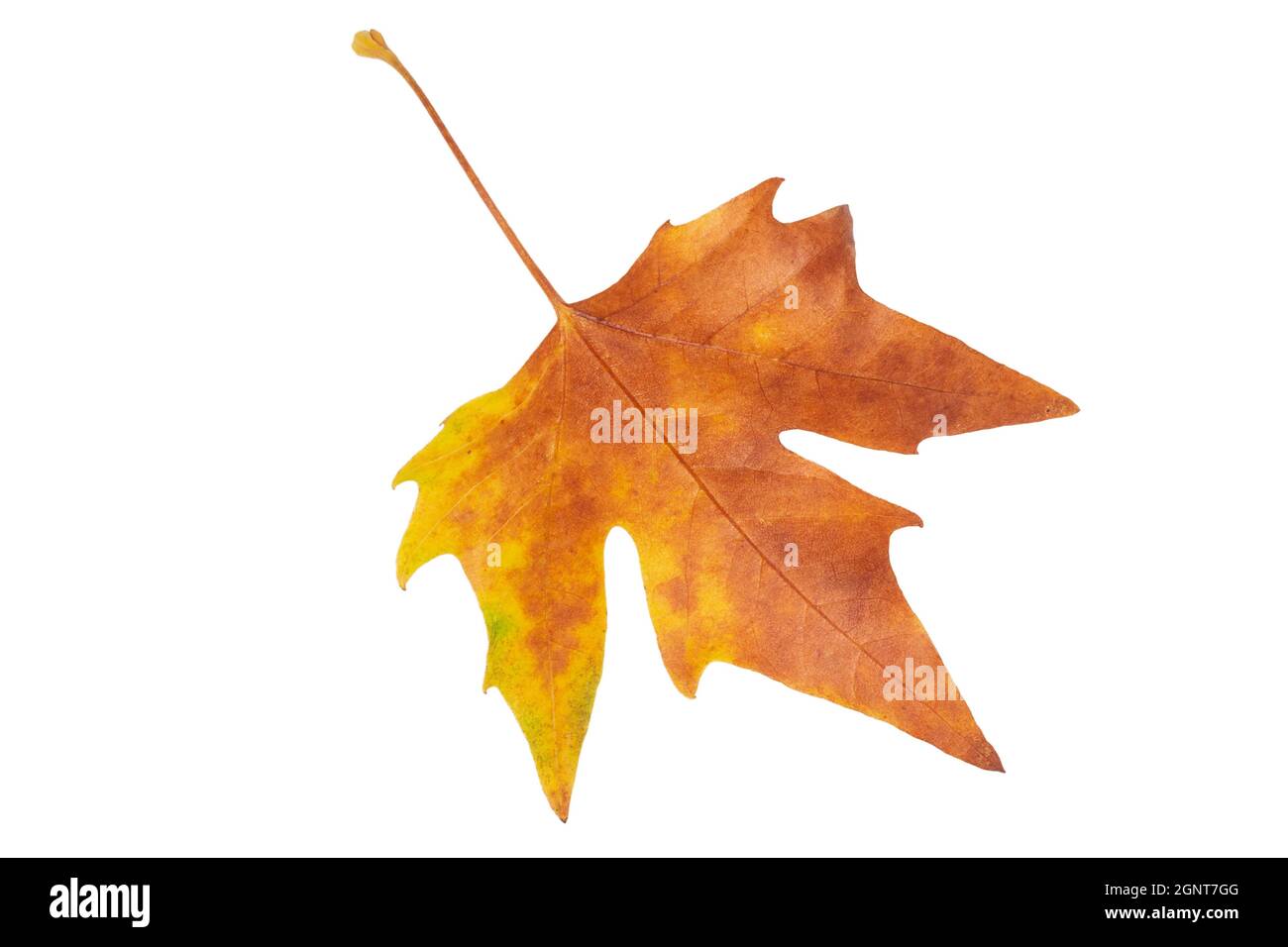 Feuille d'érable sec isolé sur fond blanc Banque D'Images
