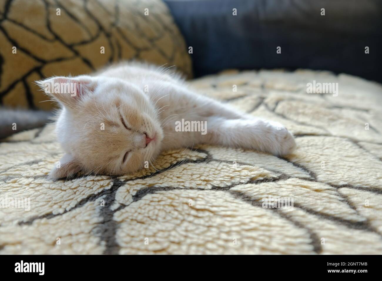 Gros plan d'un petit chaton britannique Shorthair Ginger qui se nappent sur le canapé Banque D'Images