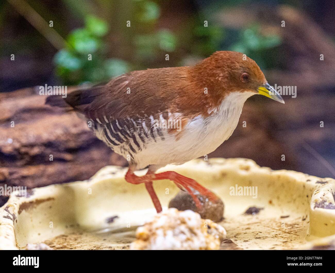 Le Crake rouge et blanc (Laterallus leucopyrrhus) recherche de la nourriture Banque D'Images