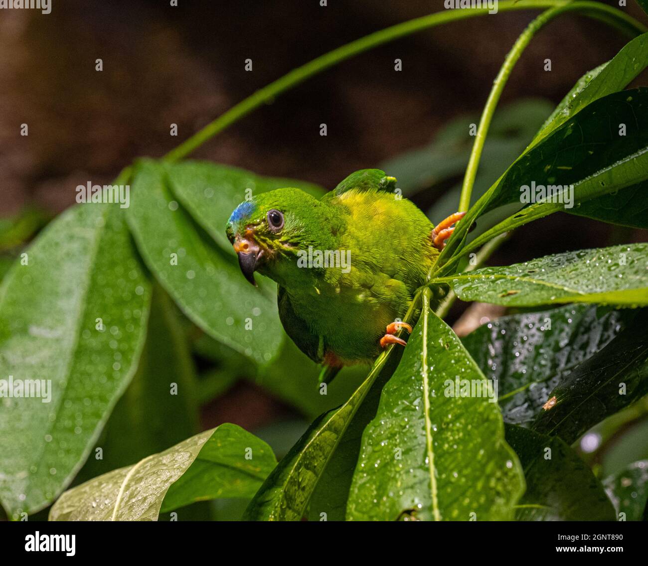 Motmot Hanging Parrot sur Branch Banque D'Images