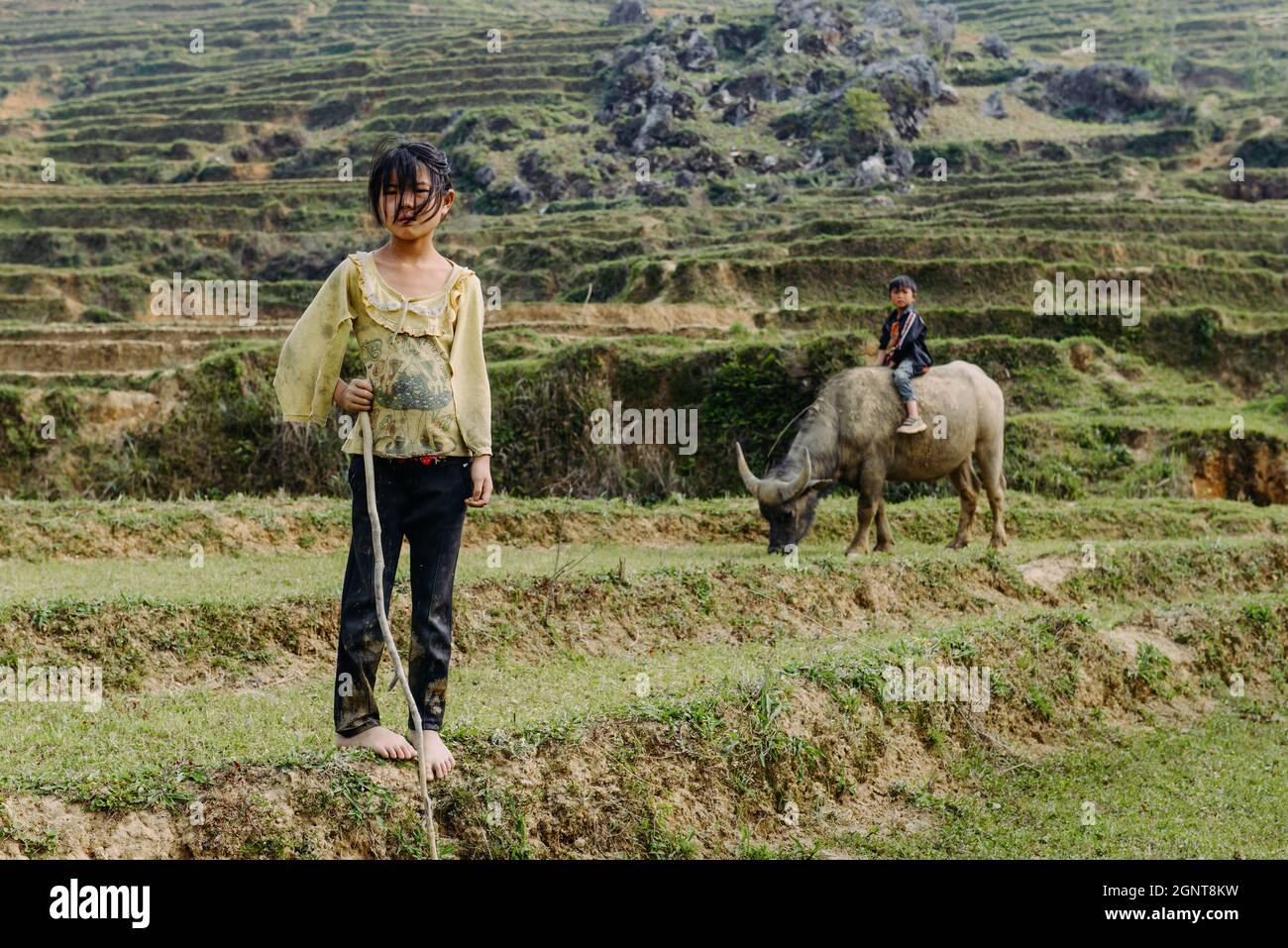 Sapa, Vietnam - 14 avril 2016 : jeune fille et garçon marchant avec le bison sur le champ de riz.Les enfants vietnamiens du village ont le devoir de s'en occuper Banque D'Images