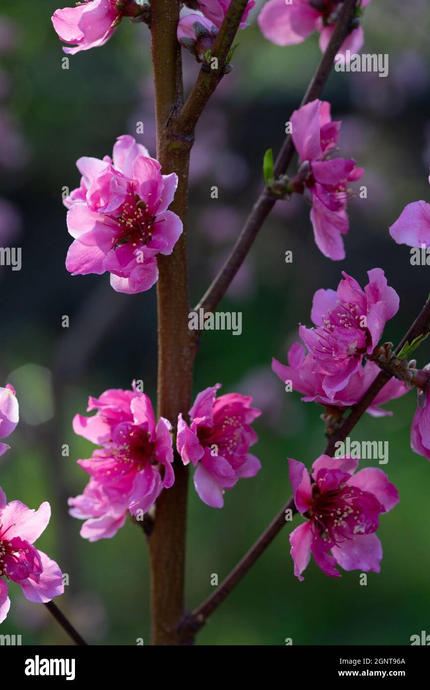 Fleurs roses d'un arbre de nectarine en fleurs Banque D'Images