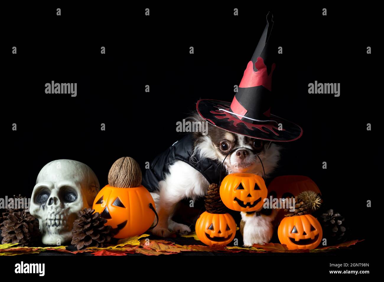 Adorable chien chihuahua portant un chapeau de sorcière Halloween et tenant une citrouille sur fond sombre. Bonne journée d'Halloween. Banque D'Images