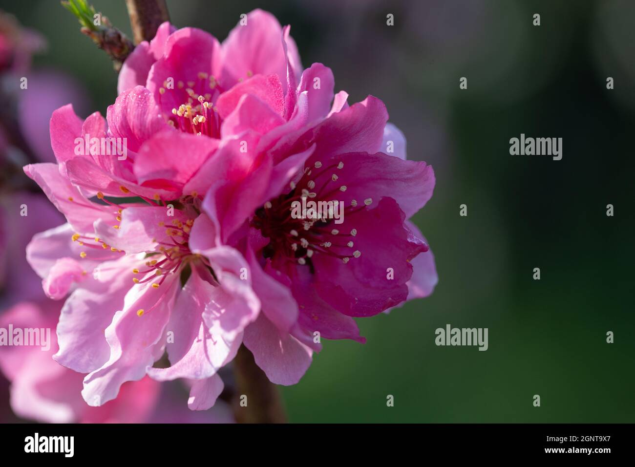 Fleurs roses d'un arbre de nectarine en fleurs Banque D'Images
