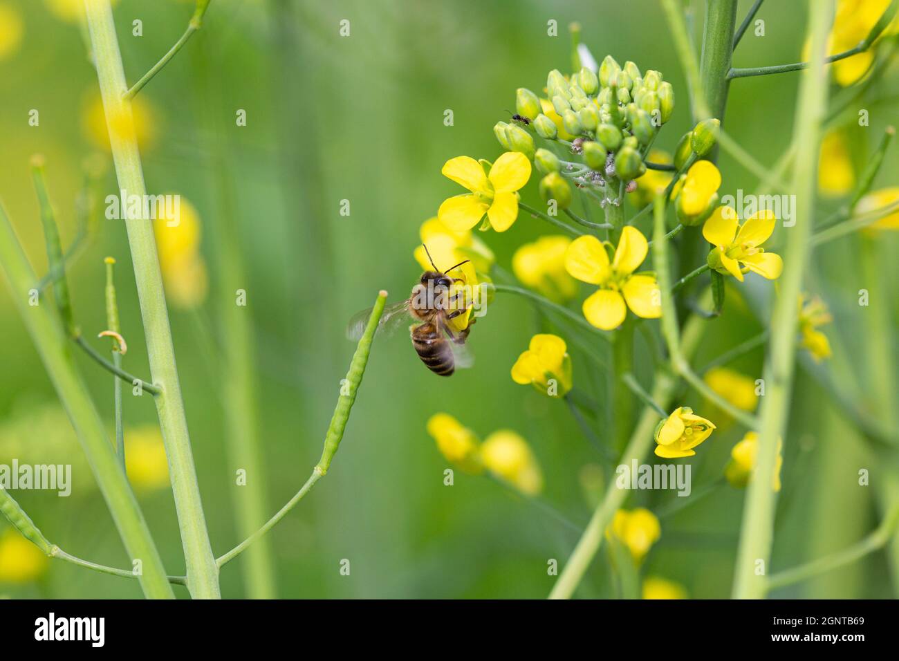 abeille pollinisation des fleurs de brocoli jaune Banque D'Images