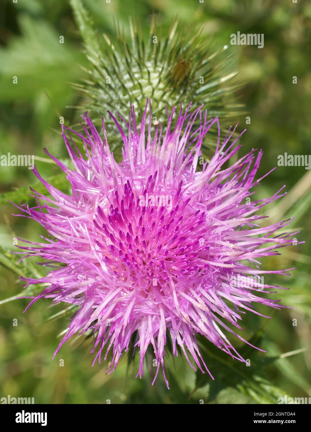 Silybum marianum ou aussi chardon-Marie. La vue rapprochée de la fleur en fleurs. Aussi connu sous le nom de cardus marianus, chardon béni, chardon Marie, M. Banque D'Images
