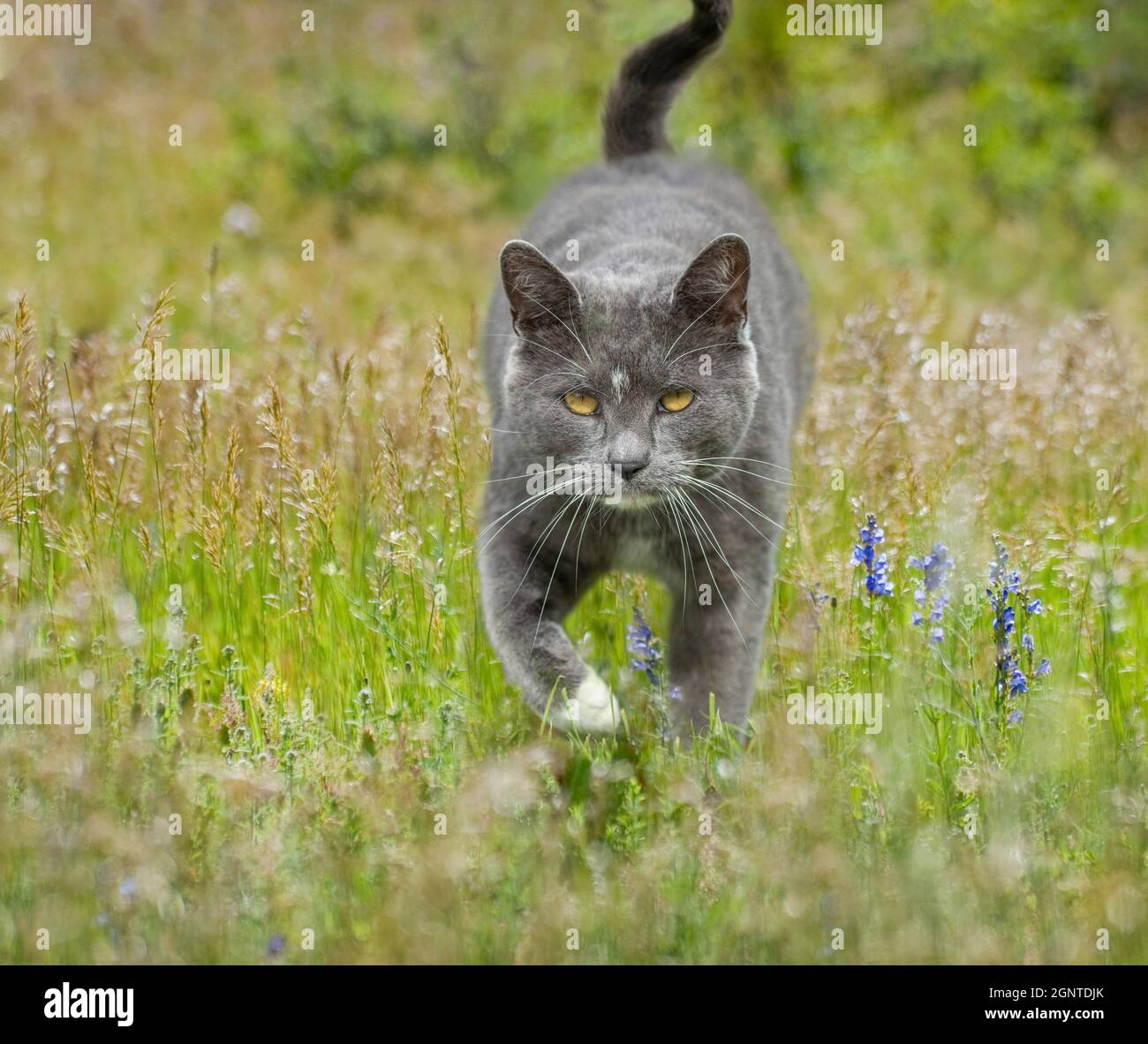 Le chat de Tom Tuxedo gris fumé marche dans un pré de fleurs sauvages Banque D'Images