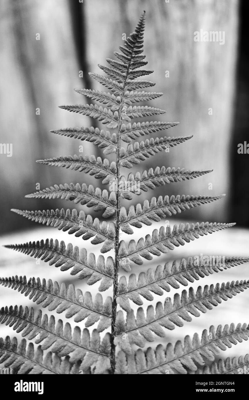 Fougère de la Vierge (Athyrium Filix-Femina) (monochrome) Banque D'Images