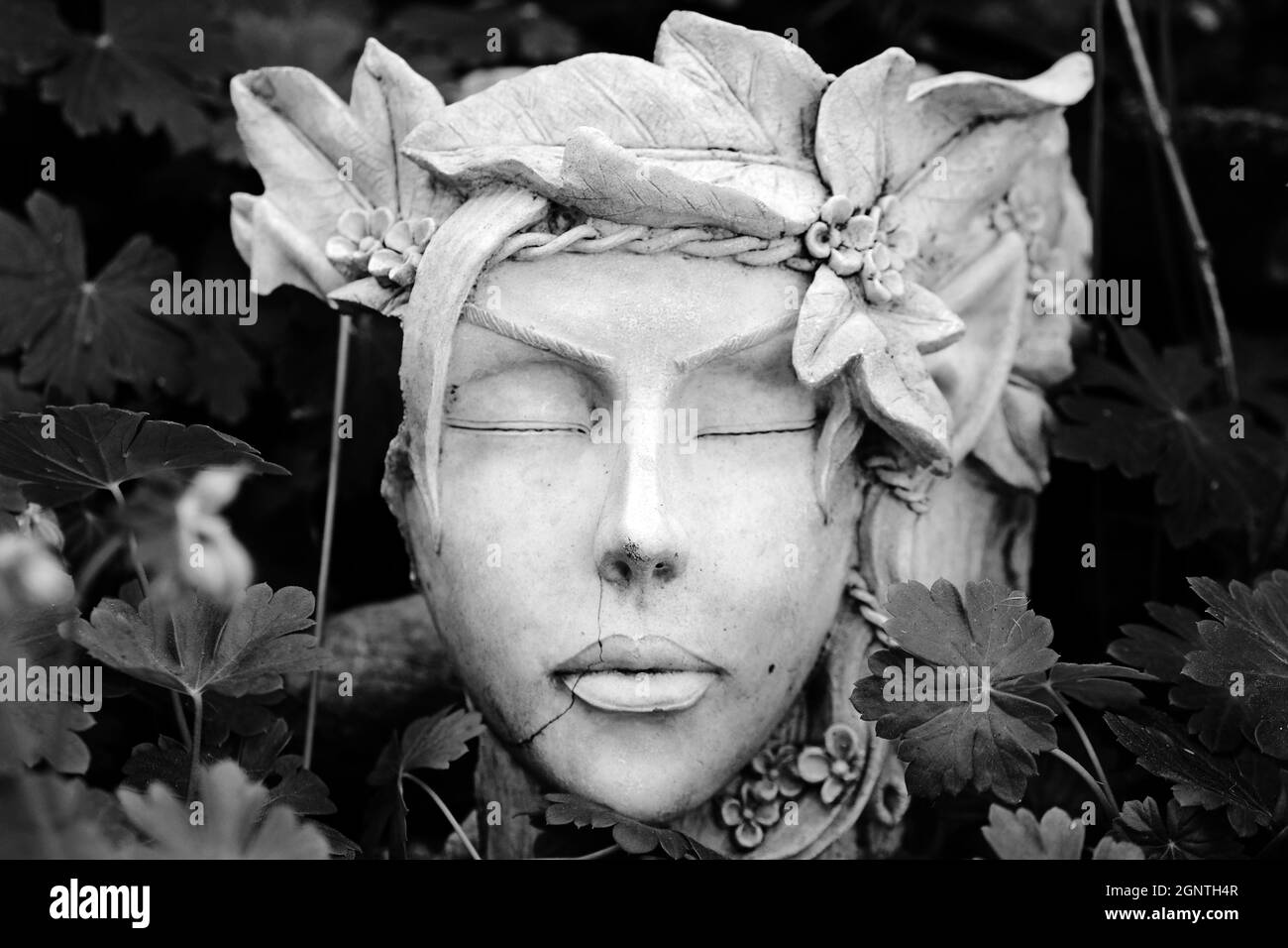 Fleur femme fleur/pot de plantes (monochrome) Banque D'Images