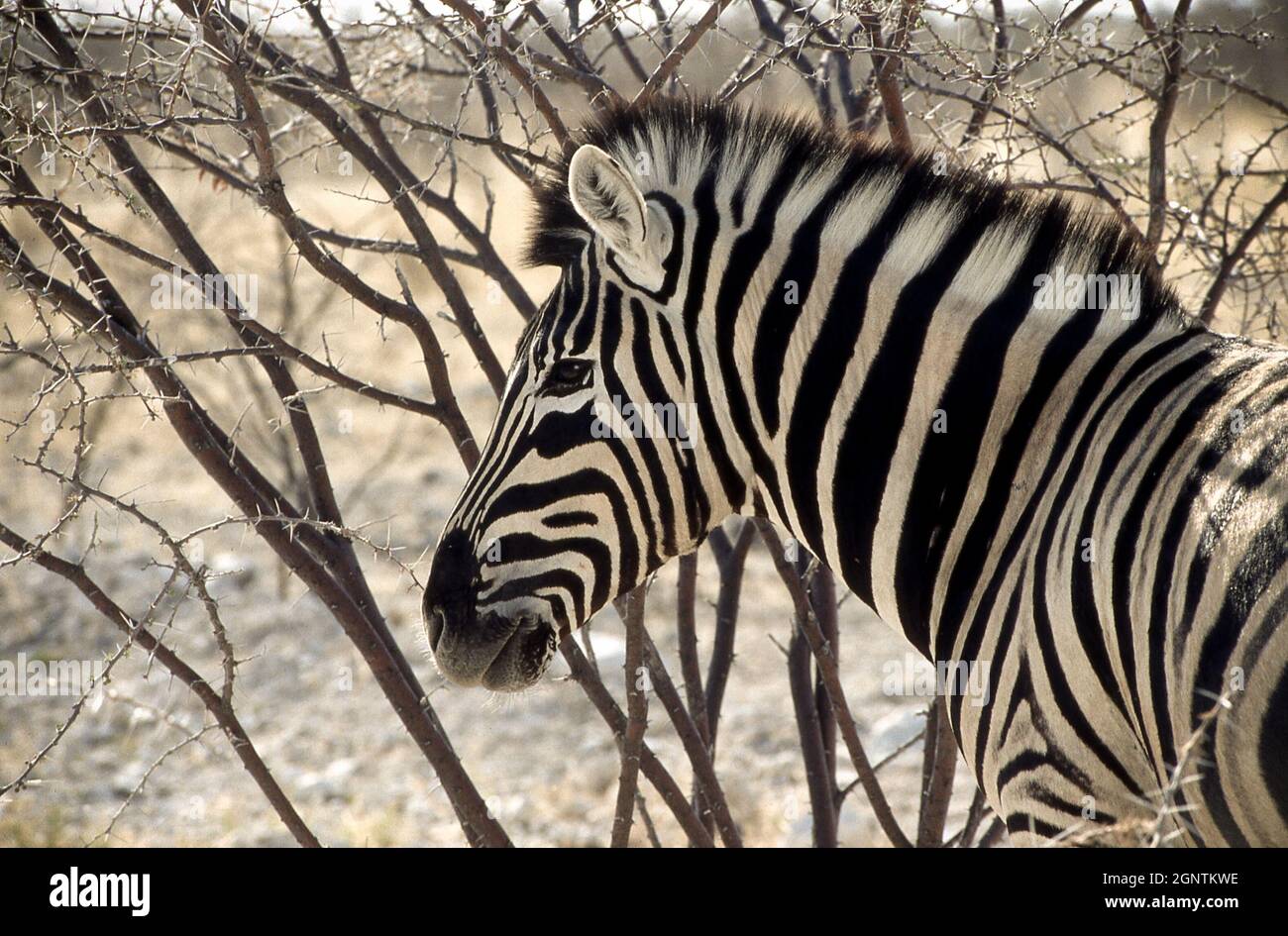 Le zèbre des basses terres (Equus quagga), également connu sous le nom de zèbre commun ou zèbre de Burchell, est l'espèce de zèbre la plus importante Banque D'Images