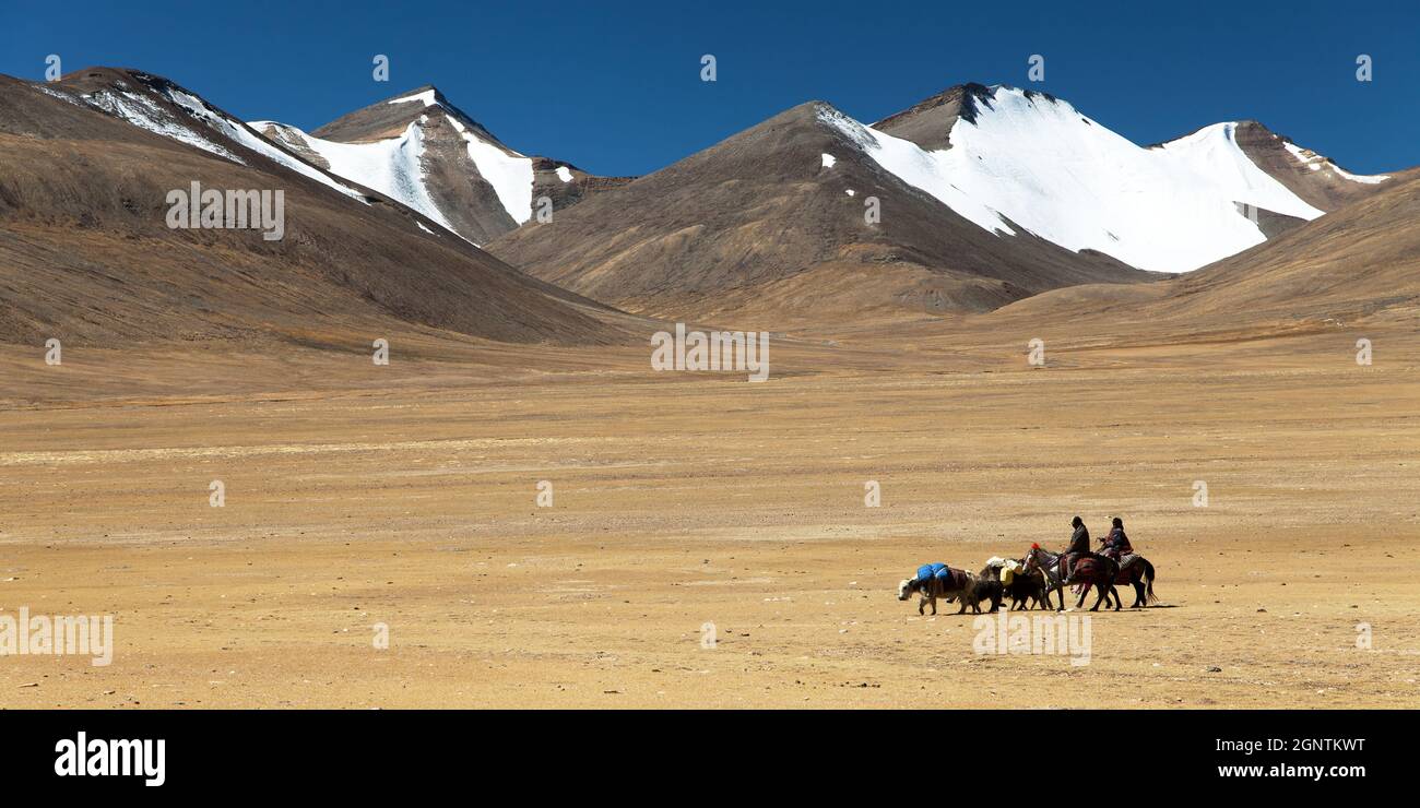 Paysage typique dans la vallée de Rupshu avec caravane de yaks, Ladakh, Jammu et Cachemire, Inde Banque D'Images