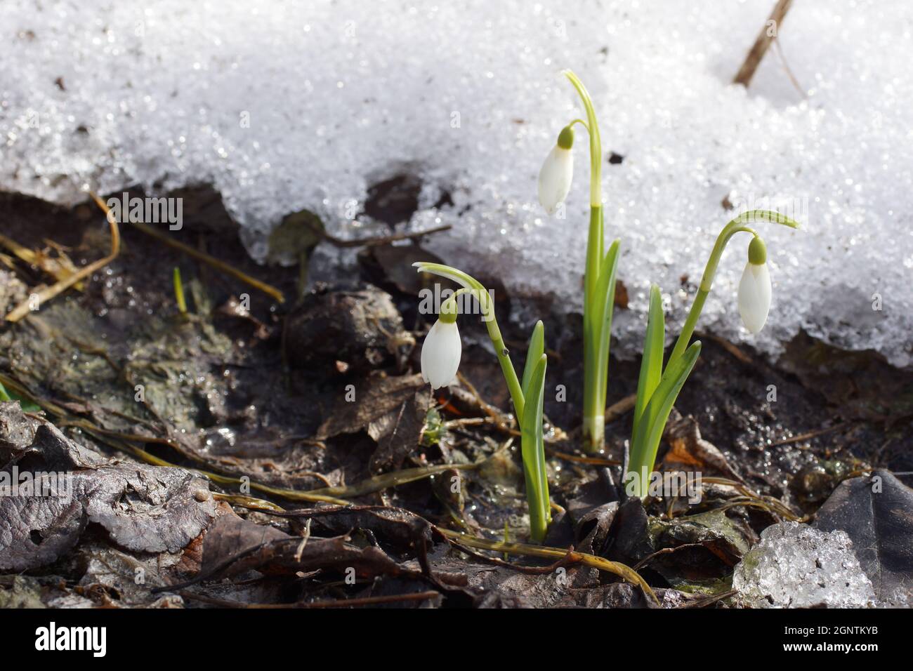 Galanthutilise sur fond de neige.Galanthus nivalis, goutte de neige, goutte de neige commune. Banque D'Images