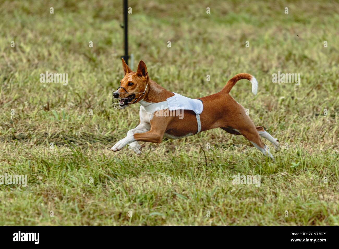 Chien Basenji en blouson blanc sur terrain vert courrant Banque D'Images