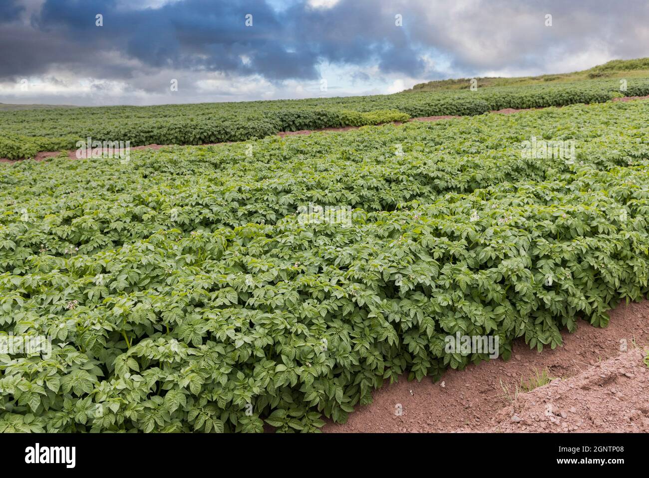 Culture de potatoe en champ, Pembrokeshire, pays de Galles, Royaume-Uni Banque D'Images