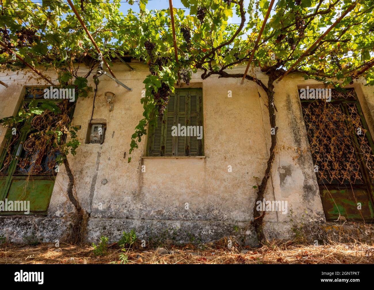 ancienne maison grecque sur l'île de zakynthos a abandonné et surcultivé avec des vignes et des feuilles. dereliction l'architecture grecque atmosphérique Banque D'Images