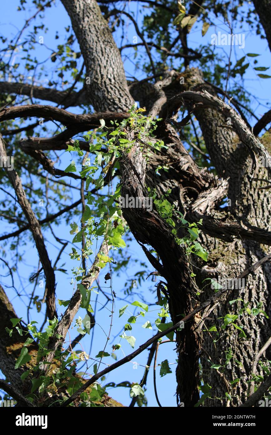 Devil's Tail Weed et Wild Grape Vines sur un noyer noir Banque D'Images