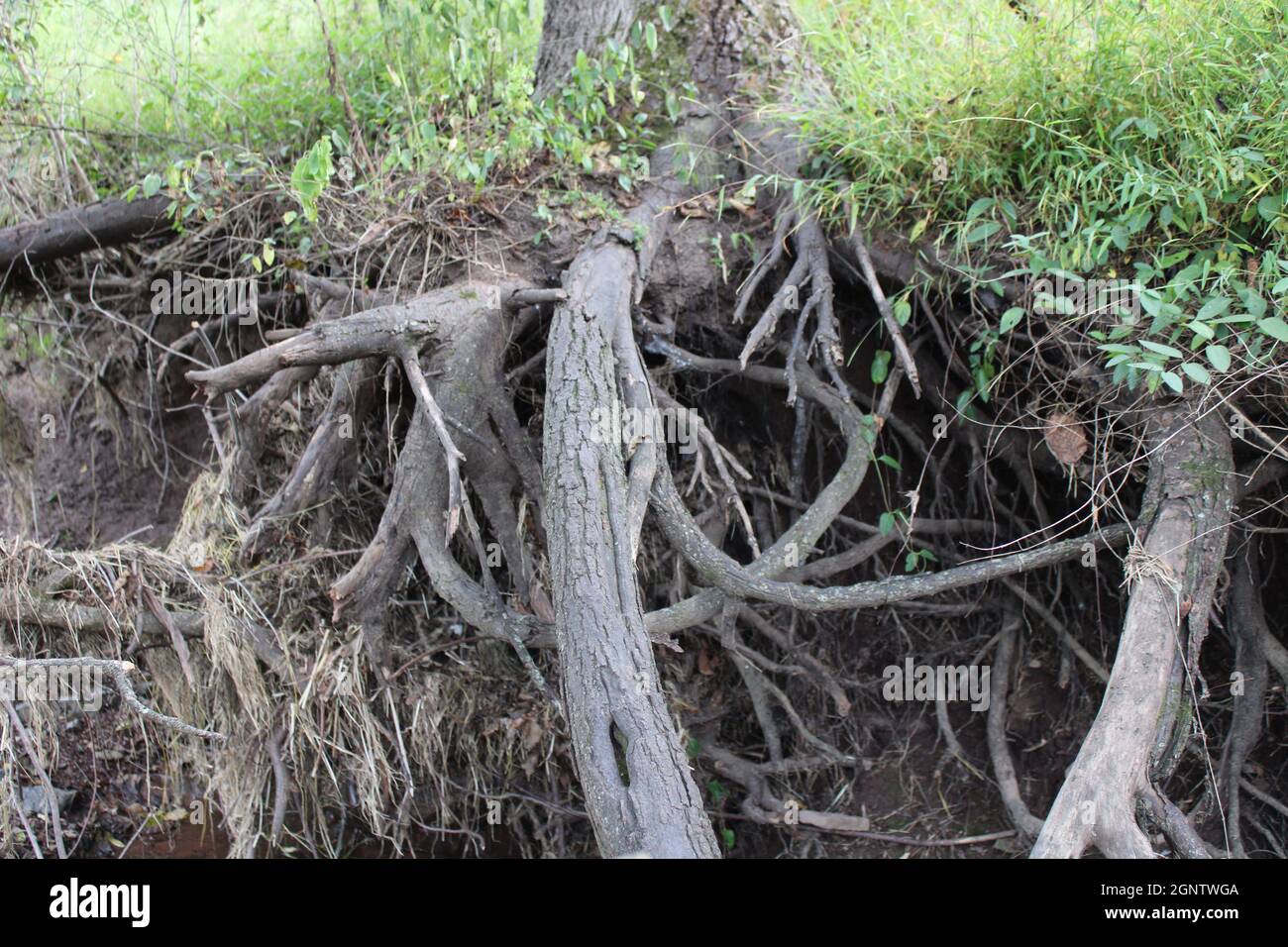 Grandes racines exposées après une inondation éclair Banque D'Images