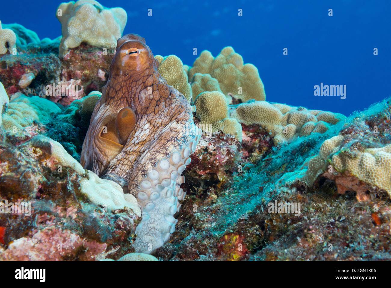 Pieuvre de jour, pieuvre bleu, pieuvre de Cyane, ou hee mauli, pieuvre cyanoe, Montrant siphon, Paradise Pinnacle, South Kona Coast, Hawaii Island ( Banque D'Images