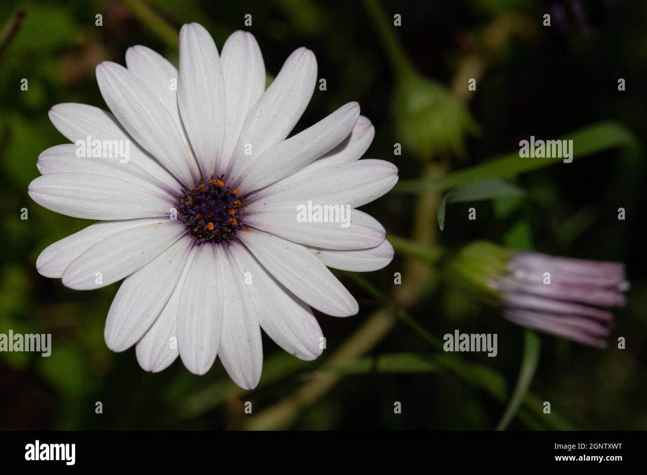 Pâquerette africaine blanche - Osteospermum Banque D'Images