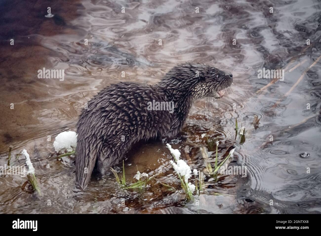 Jeune loutre (Lufra vulgaris) sur le gel de la rivière du nord. En hiver, les loutres quittent le territoire de leur père (5-6 mois). L'animal est en état de séaron Banque D'Images