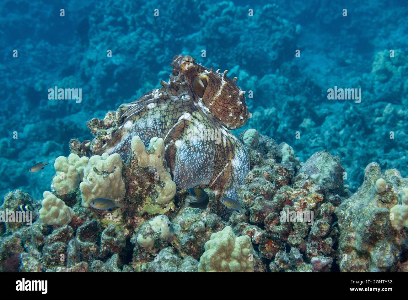La pieuvre de jour, la pieuvre de récif, ou la grande pieuvre bleue, la pieuvre cyanoea, effectue une manœuvre de parachute, étendant la sangle entre les bras pour piéger les proies cachées, qui Banque D'Images