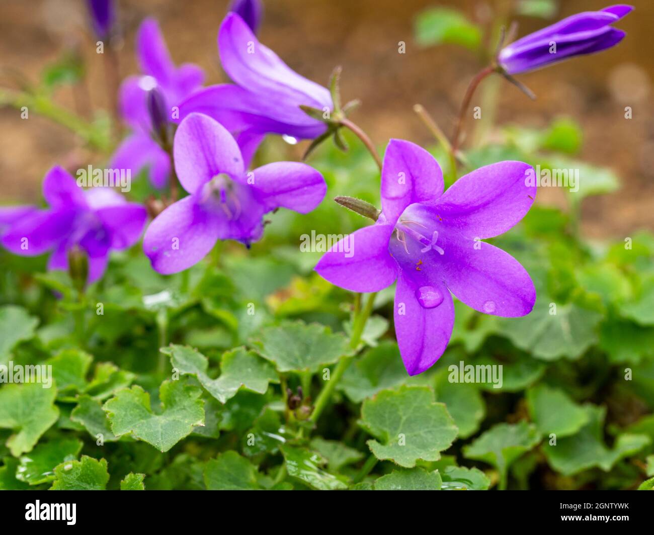 Jolies fleurs de Campanula portenschlagiana bleues, variété de Resholt Banque D'Images