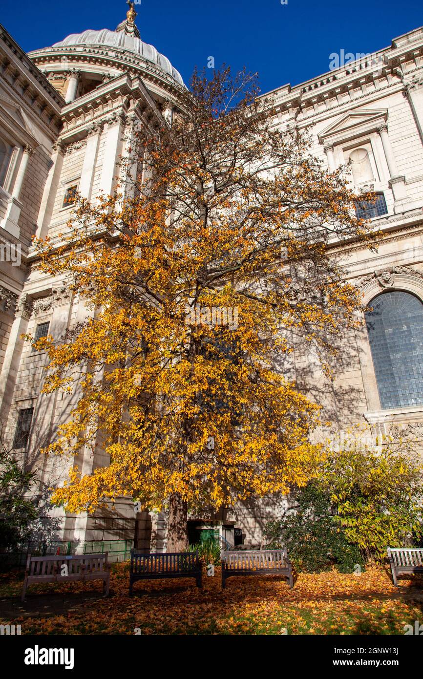 Un énorme arbre de Sweetgum américain de couleur automnale (Liquidambar styraciflua) sur le côté sud de la cathédrale St Pauls, City of London, Londres, Royaume-Uni Banque D'Images