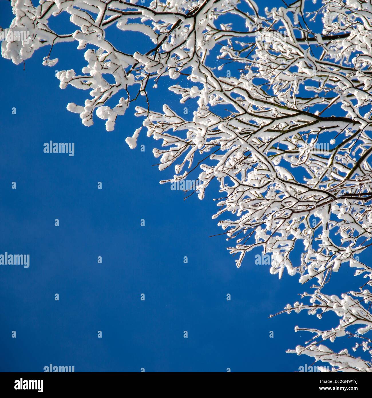 Branches enneigées dans le ciel bleu Banque D'Images