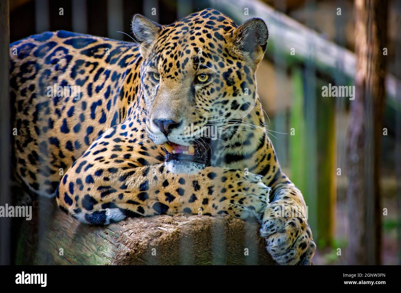 Une jaguar (Panthera onca) repose sur une bûche au zoo de Memphis, le 8 septembre 2015, à Memphis, Tennessee. Banque D'Images