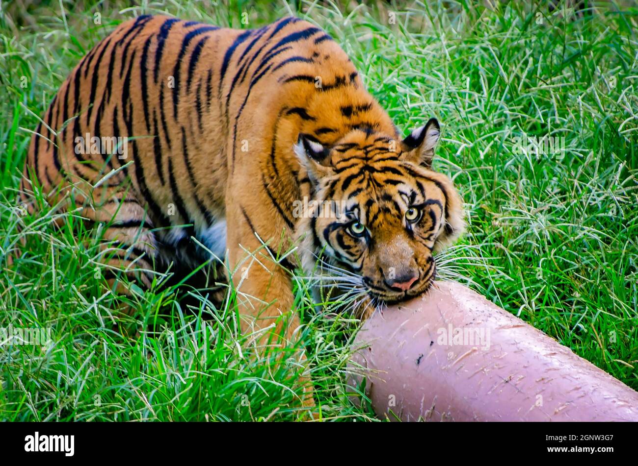 Un tigre de Sumatran (Panthera tigris sumatrae) joue avec un jouet d'enrichissement au zoo de Memphis, le 8 septembre 2015, à Memphis, Tennessee. Banque D'Images