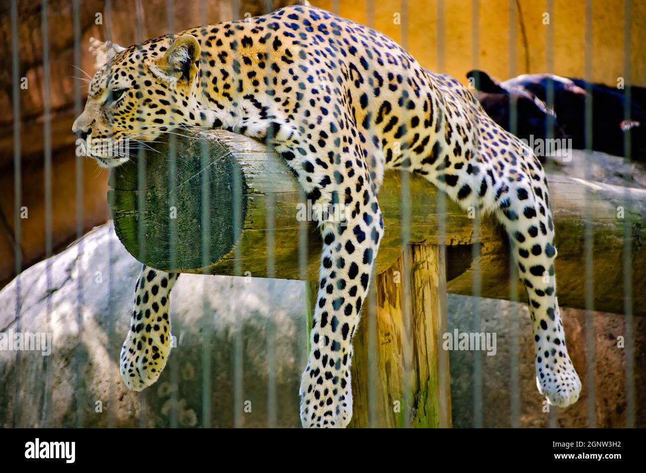 Un léopard africain (Panthera pardus pardus) repose sur une bûche au zoo de Memphis, le 8 septembre 2015, à Memphis, Tennessee. Banque D'Images