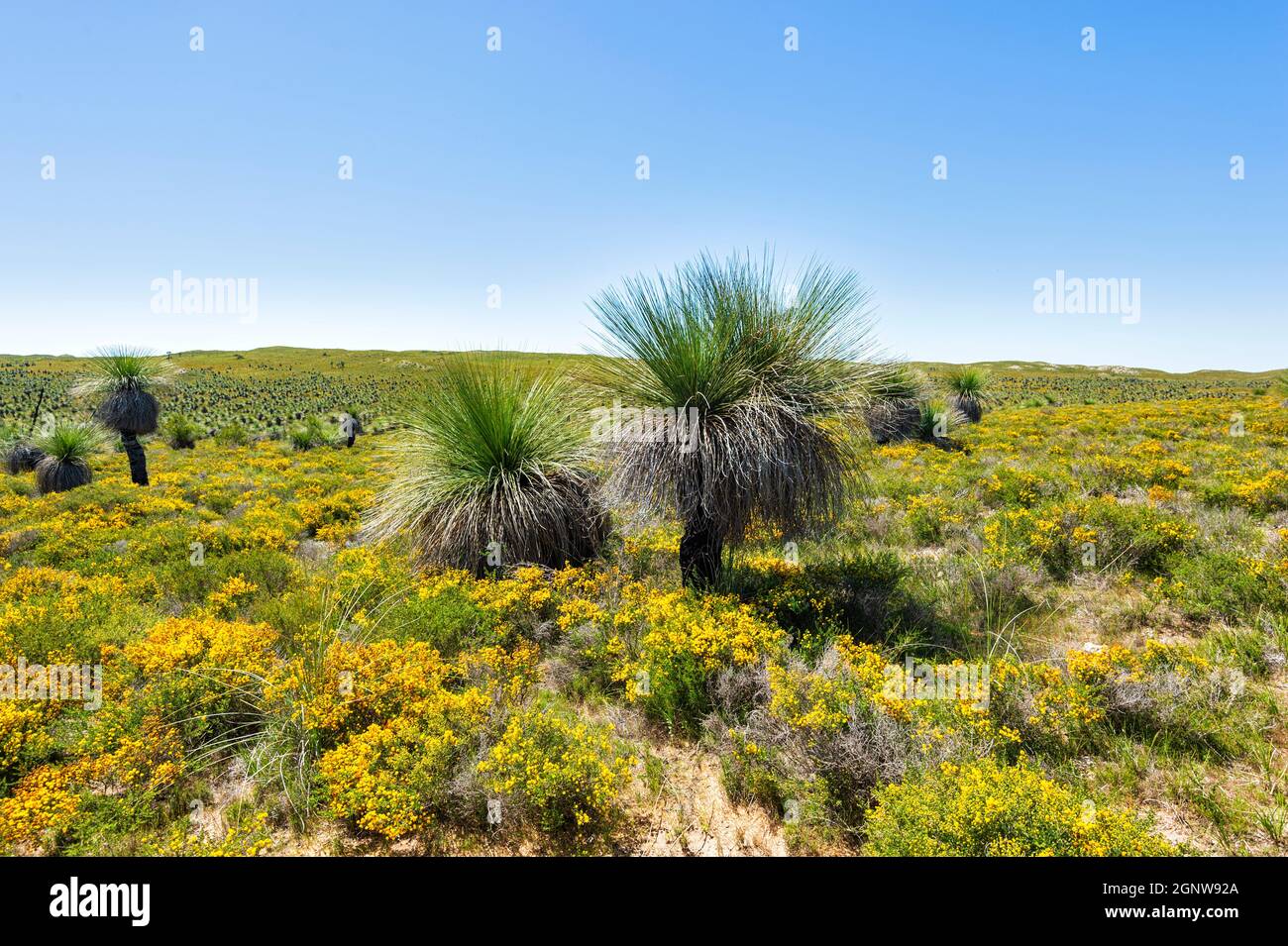 Graminées (Xanthorrhoea preissii) poussant dans la réserve naturelle de Wanagarren parmi les fleurs sauvages au printemps, près de Cervantes, région de Gascoigne, Wester Banque D'Images