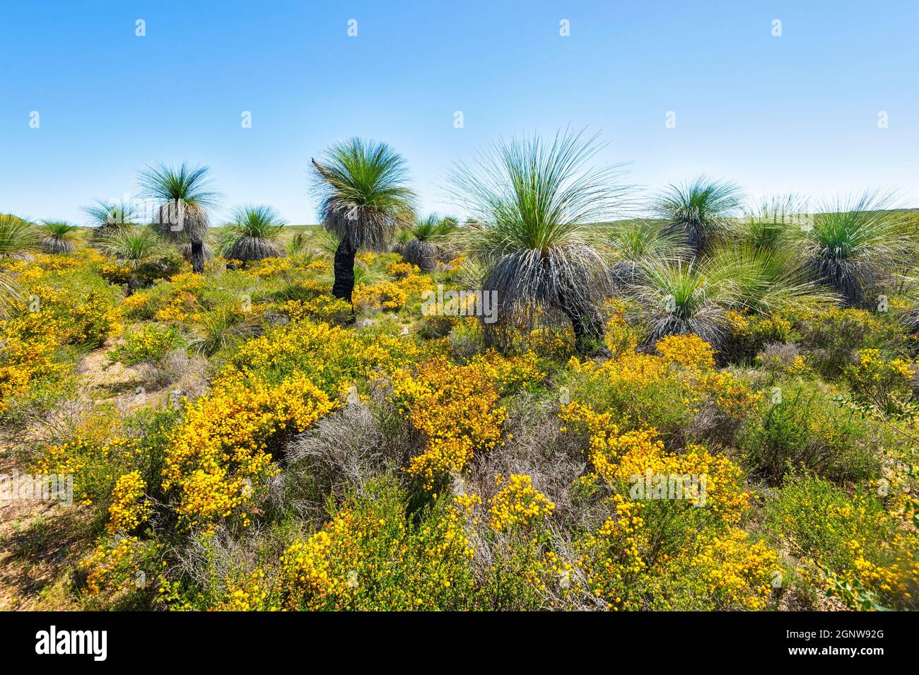 Graminées (Xanthorrhoea preissii) poussant dans la réserve naturelle de Wanagarren parmi les fleurs sauvages au printemps, près de Cervantes, région de Gascoigne, Wester Banque D'Images