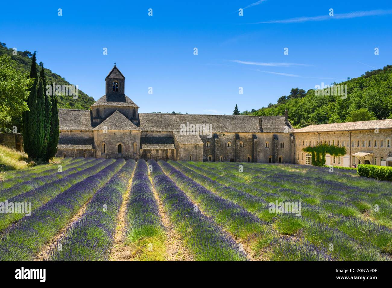 Abbaye de Sénanque et champ de lavande en France Banque D'Images