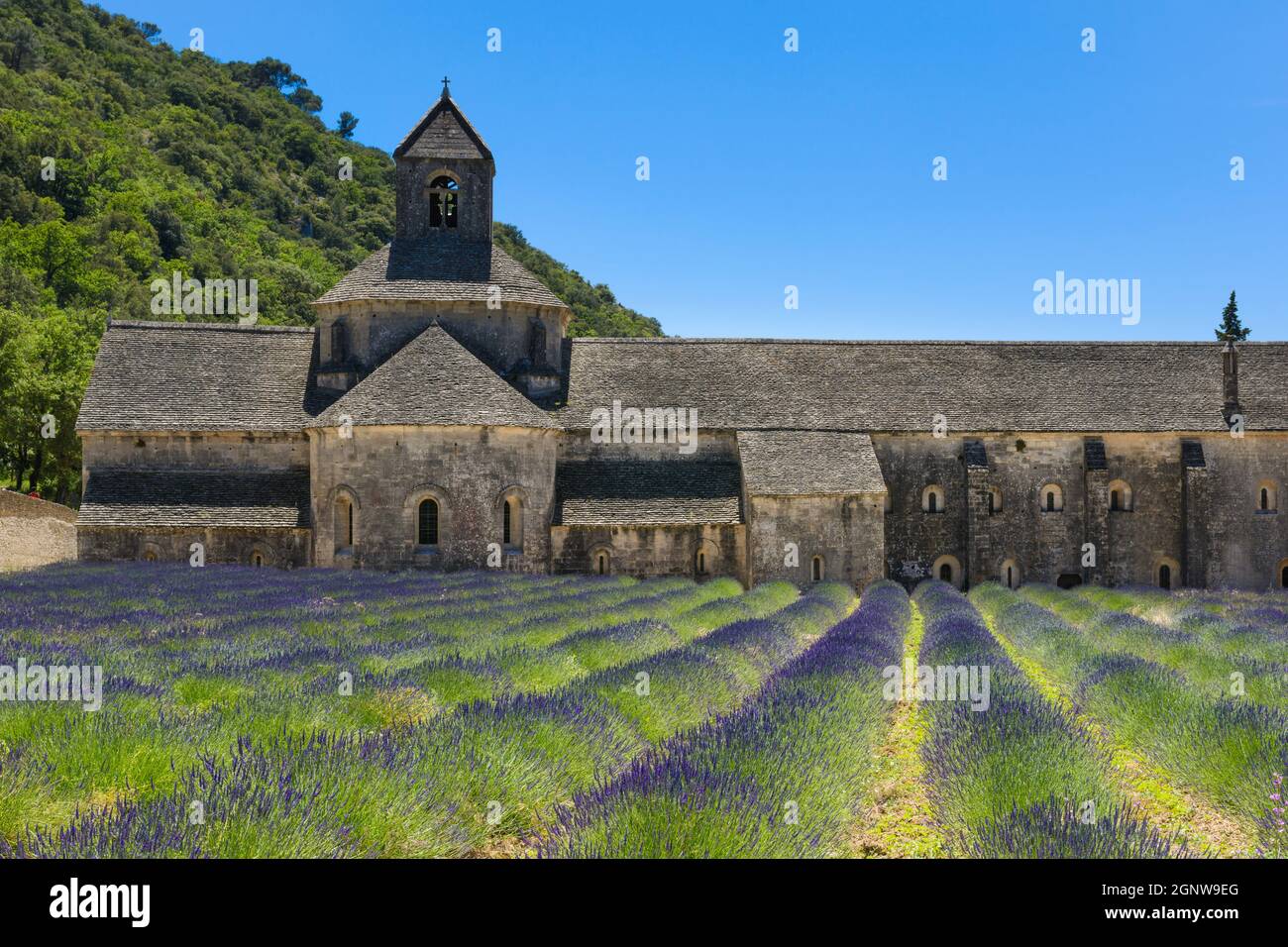 Abbaye de Sénanque et champ de lavande en France Banque D'Images