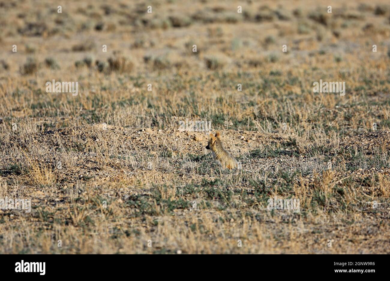 Jeune renard sur la prairie - Kit renard - Nevada Banque D'Images
