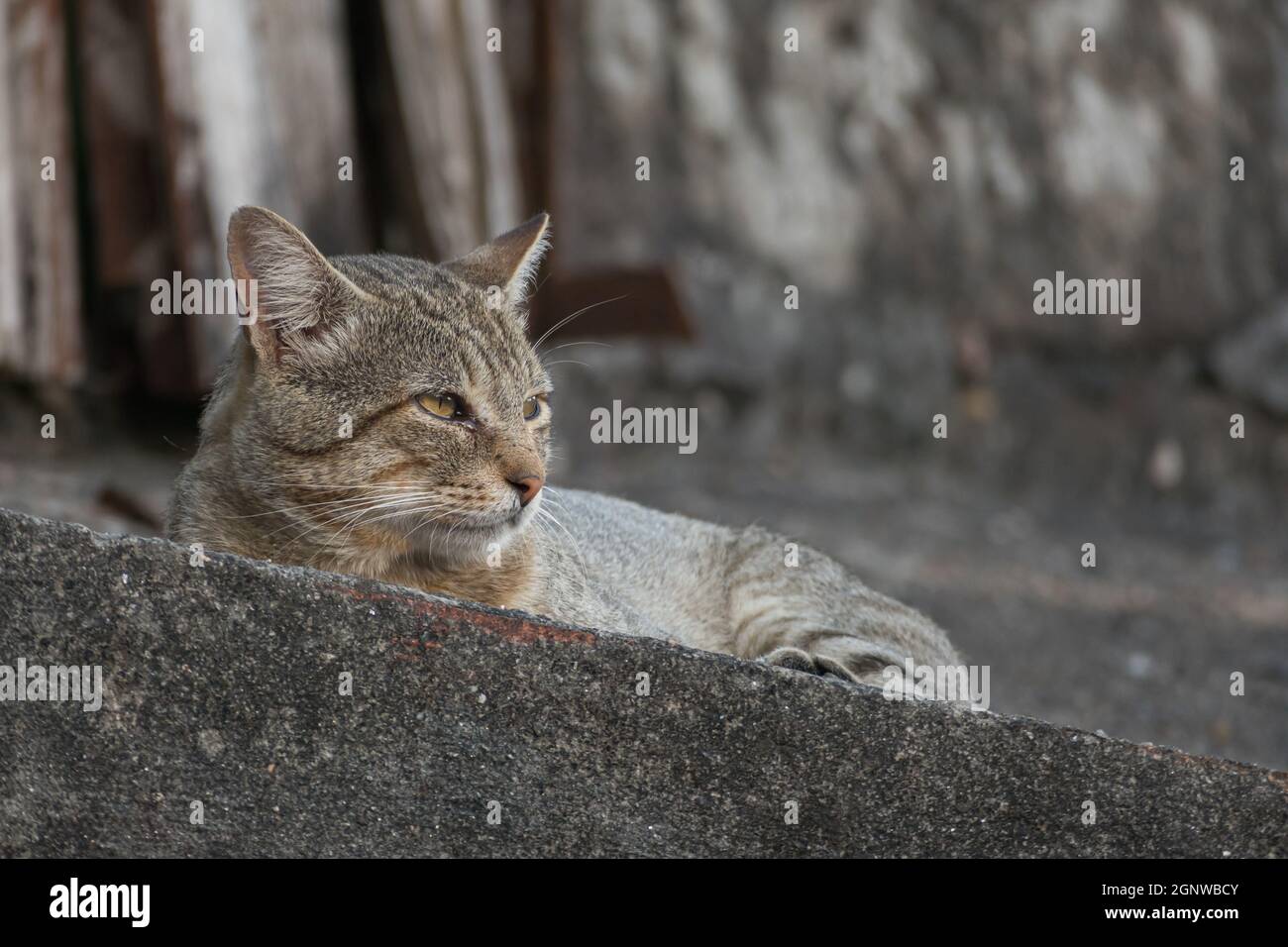 chat gris errant sur le toit vu de près à l'extérieur Banque D'Images